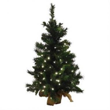 36"CATALINA SPRUCE TREE W/BURLAP