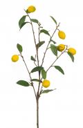 Lemon Branch 37"H