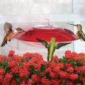 WINDOW HUMMINGBIRD FEEDER,